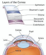 Diagram of layers of the cornea